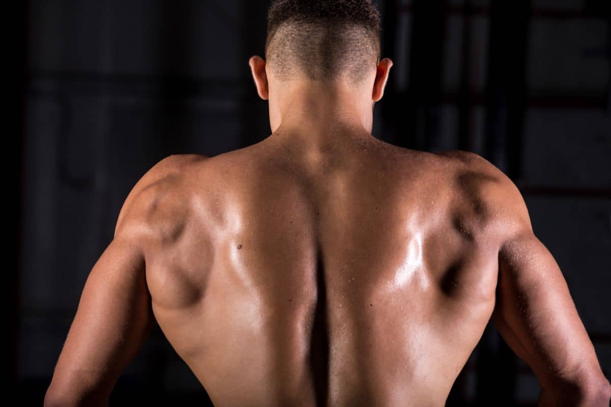 Dos musclé d'un bodybuilder